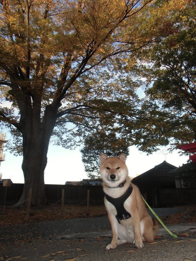 Kanazawa Share House Gaooo Luaran gambar